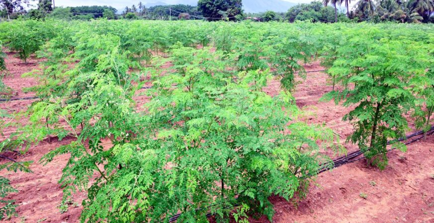 Moringa Boom how to do business