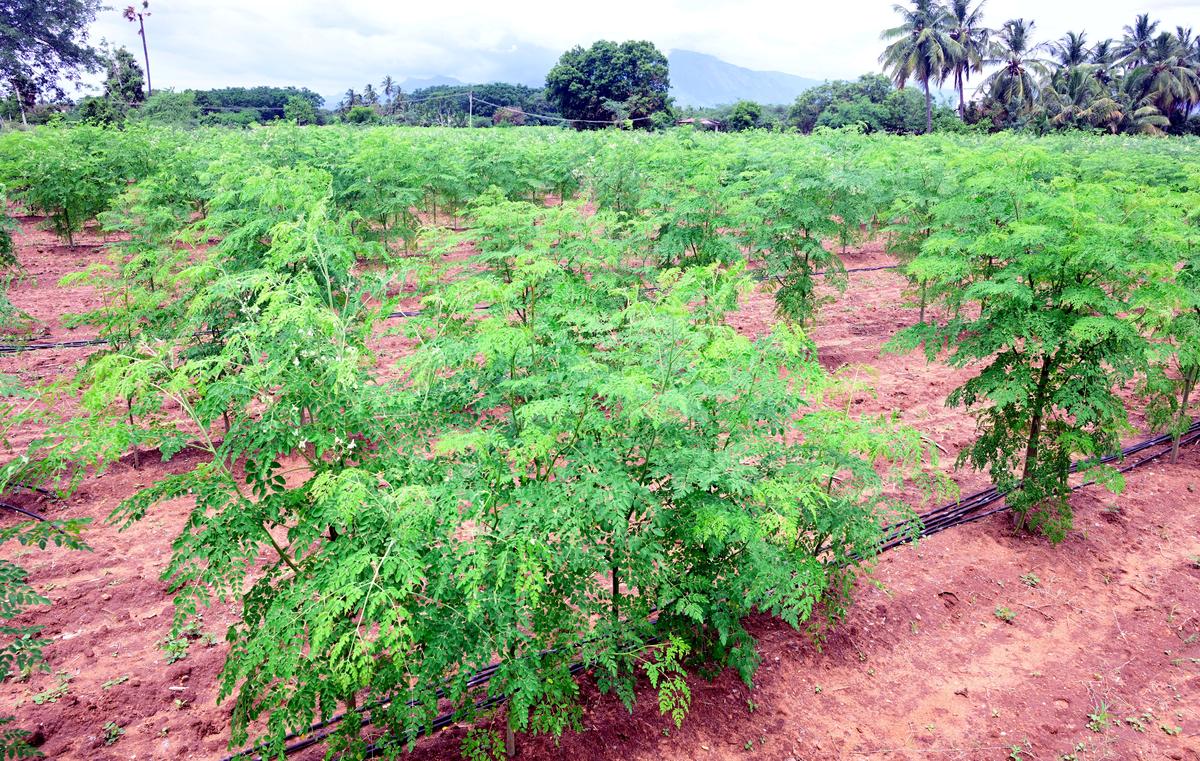 Moringa Boom how to do business