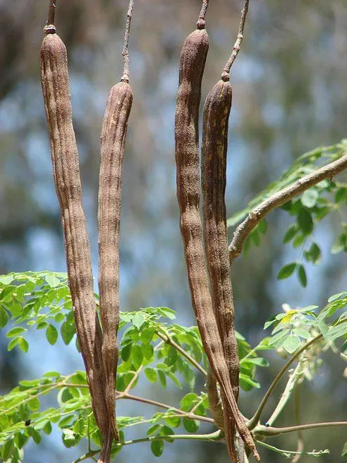Moringa Boom how to do business