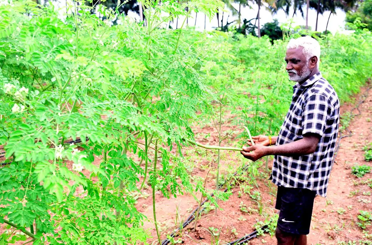 Moringa Boom how to do business 2