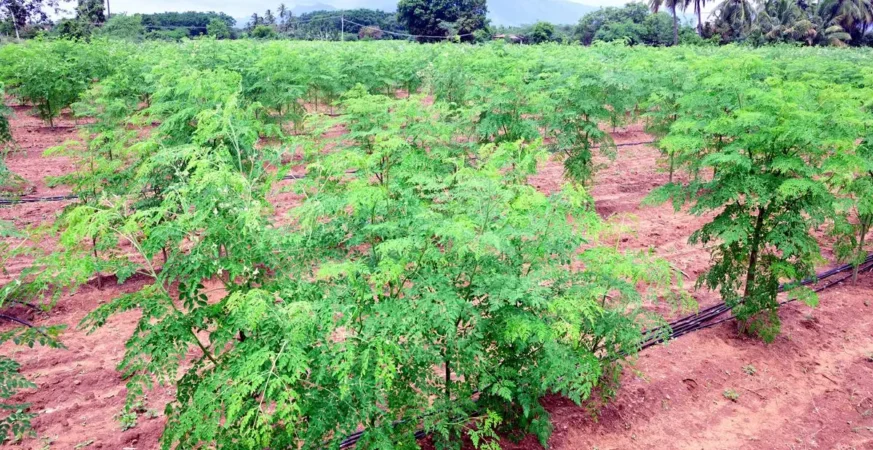 Moringa farming और उससे जुड़े business opportunity को दिखाती featured image.