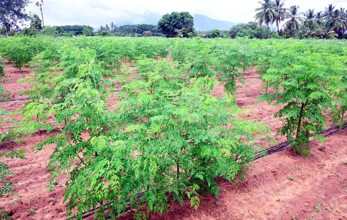 Moringa farming और उससे जुड़े business opportunity को दिखाती featured image.